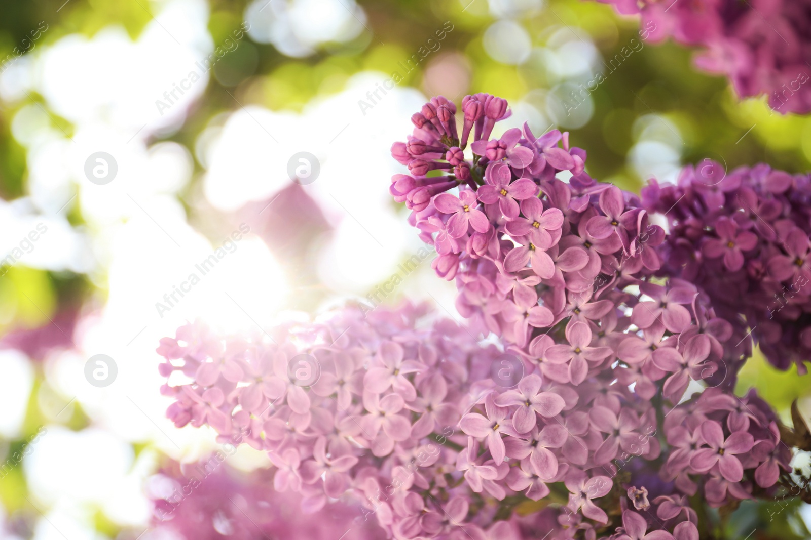 Photo of Closeup view of beautiful blossoming lilac shrub outdoors