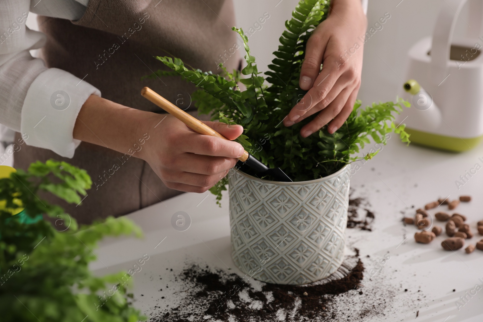 Photo of Woman planting fern at white table indoors, closeup