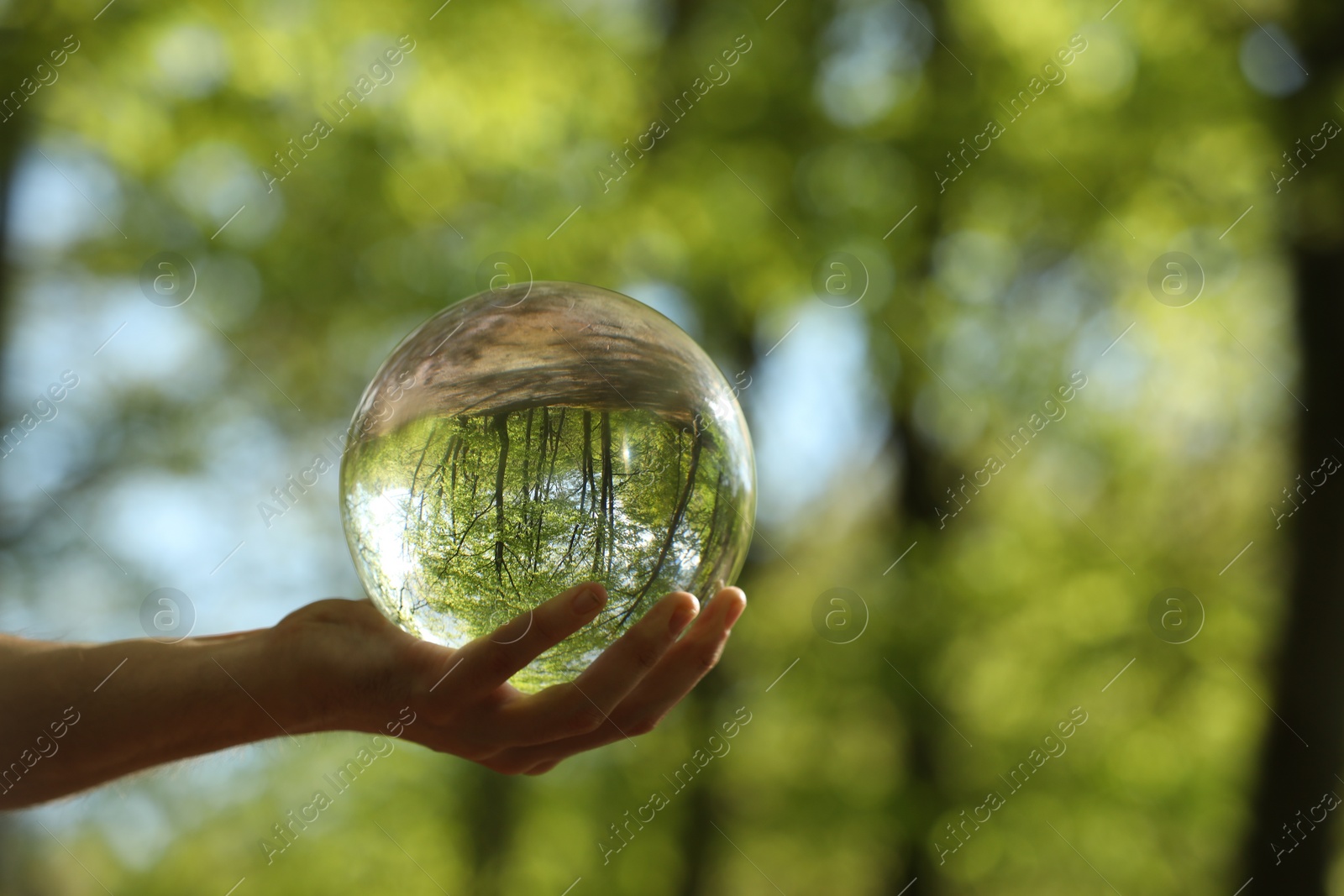 Photo of Green trees outdoors, overturned reflection. Man holding crystal ball in forest, closeup. Space for text