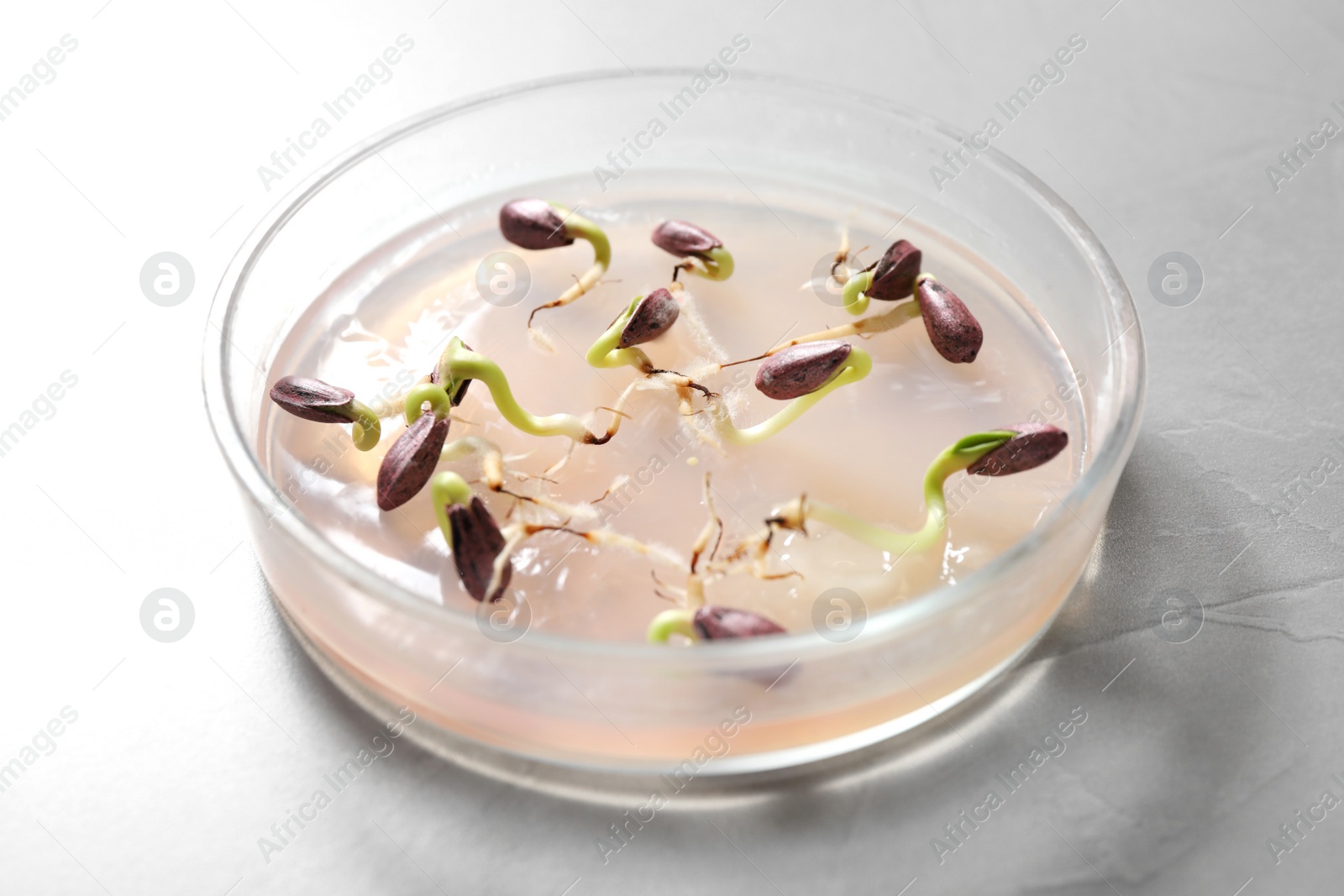 Photo of Germination and energy analysis of sunflower seeds in Petri dish on light table. Laboratory research