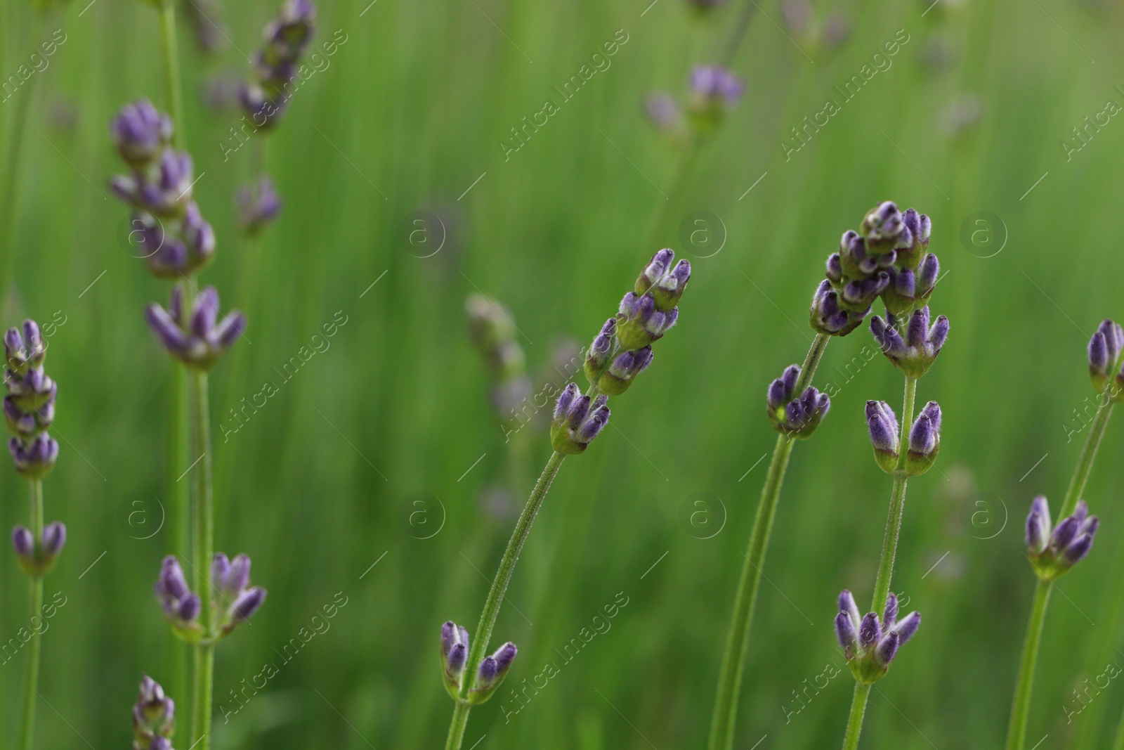 Photo of Beautiful lavender on blurred background, closeup view