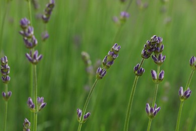 Photo of Beautiful lavender on blurred background, closeup view