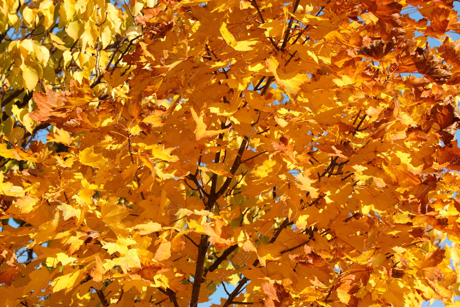 Photo of Maple tree branches with beautiful golden leaves