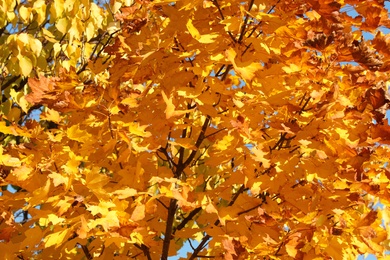 Maple tree branches with beautiful golden leaves