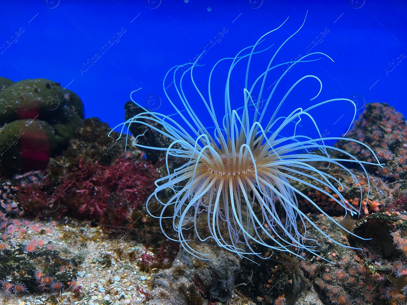 Photo of Beautiful tropical sea anemone in clean aquarium