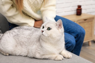 Photo of Adorable white British Shorthair cat with his owner at home, closeup. Cute pet
