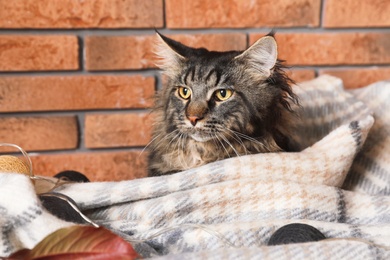 Photo of Cute cat with blanket near brick wall at home. Warm and cozy winter