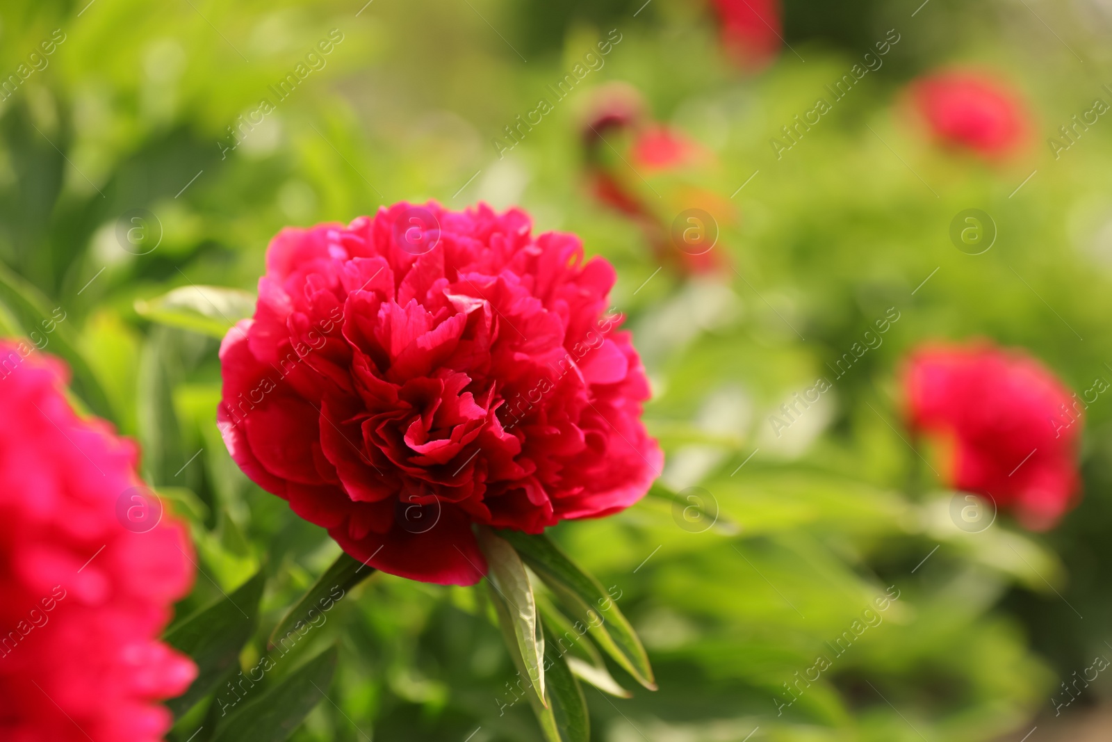 Photo of Beautiful red peony outdoors on spring day, closeup