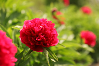 Beautiful red peony outdoors on spring day, closeup