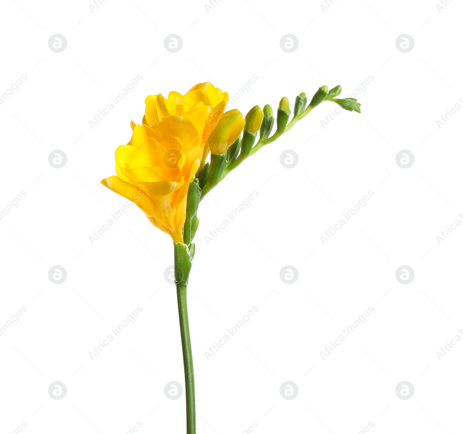 Photo of Beautiful yellow freesia flower isolated on white