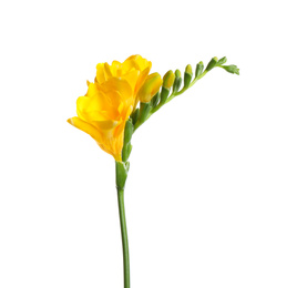 Beautiful yellow freesia flower isolated on white