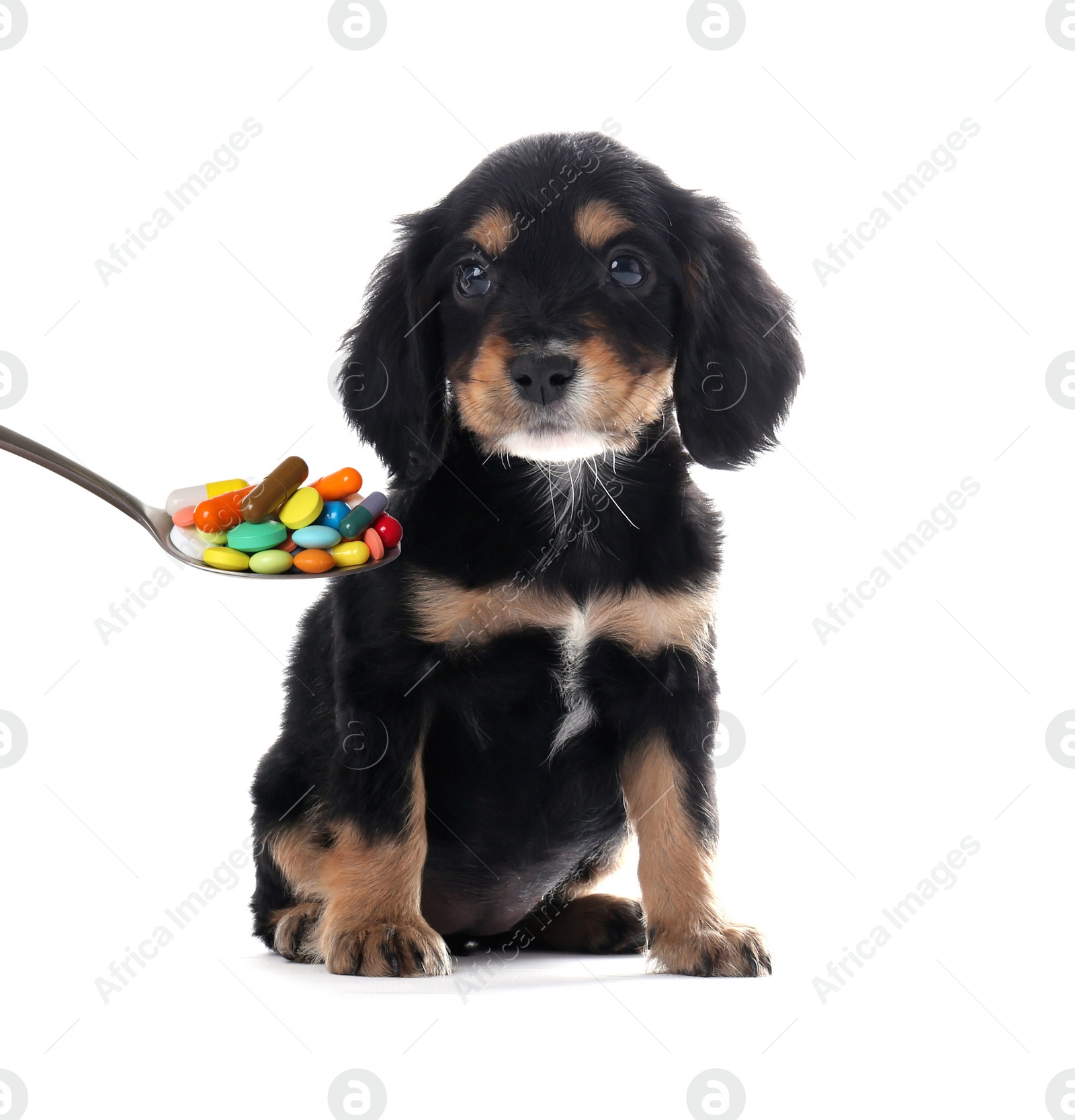 Image of Cute English Cocker Spaniel puppy and spoon full of different pills on white background. Vitamins for animal 