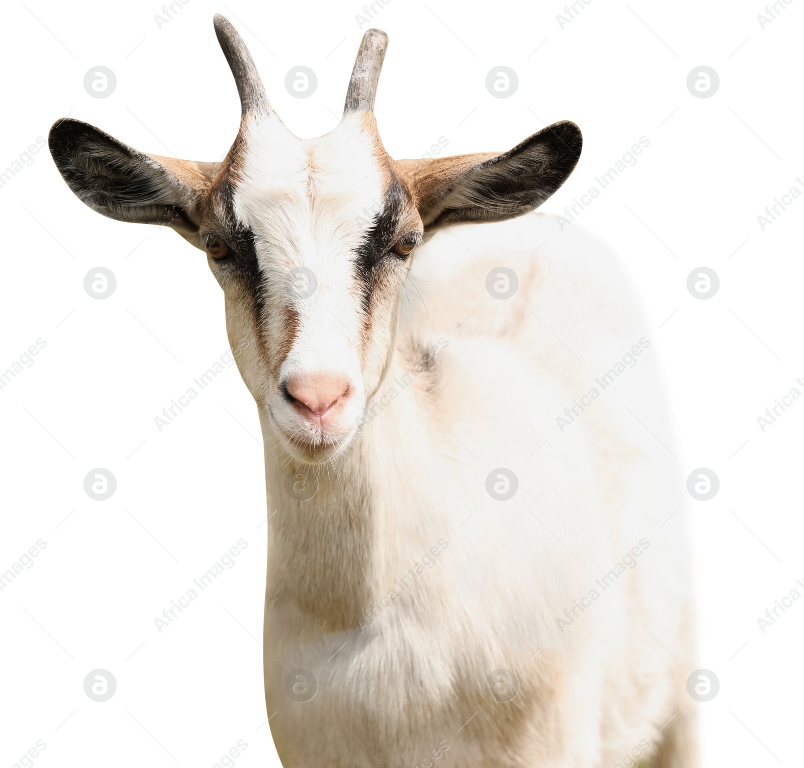 Image of Cute goat on white background. Animal husbandry