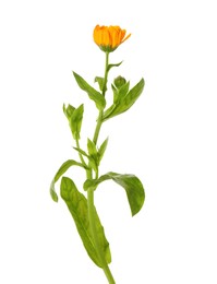 Photo of Fresh calendula plant with flower isolated on white