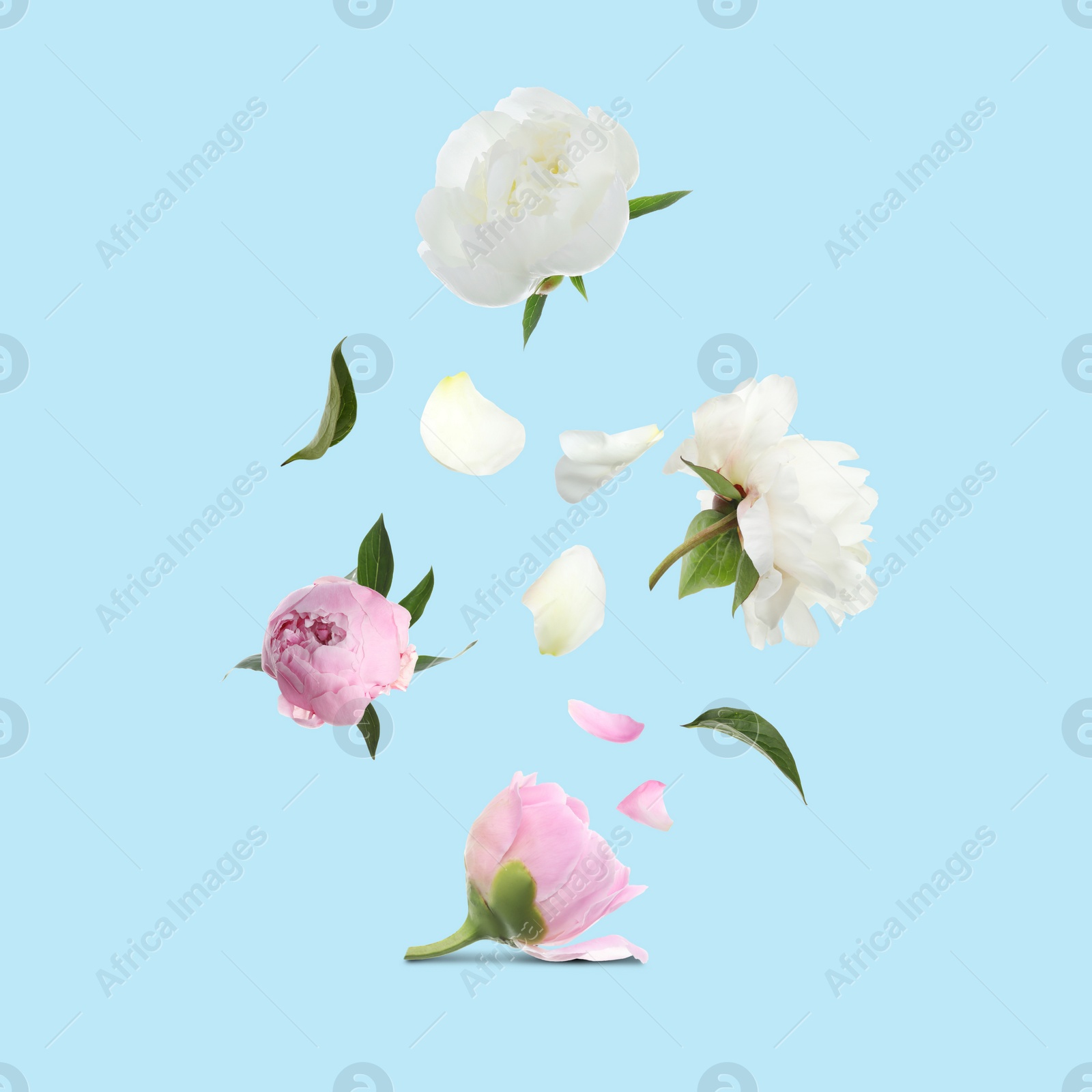 Image of Beautiful peony flowers flying on turquoise background