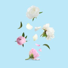 Image of Beautiful peony flowers flying on turquoise background