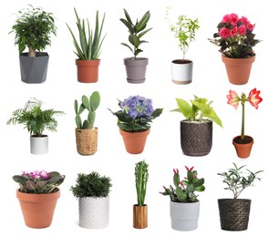 Image of Set with different beautiful plants on white background