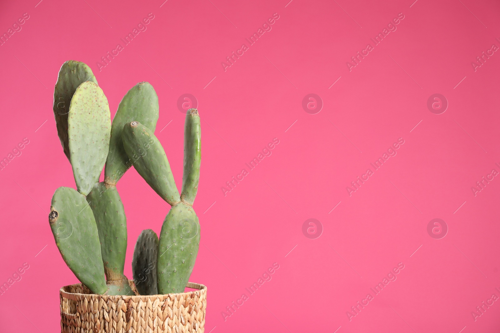 Photo of Beautiful cactus on pink background, space for text. Tropical plant