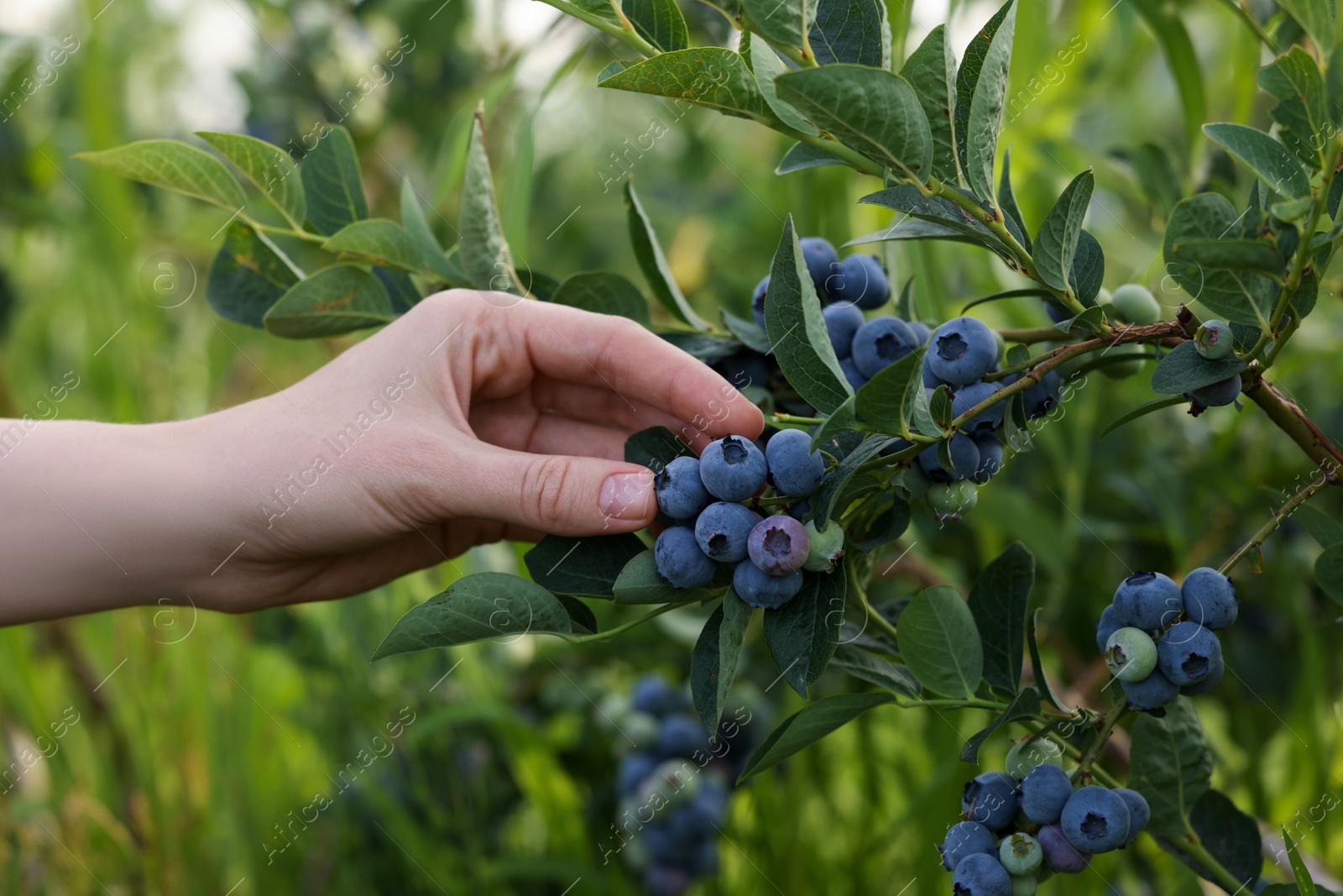 Photo of Woman picking up wild blueberries outdoors, closeup. Seasonal berries