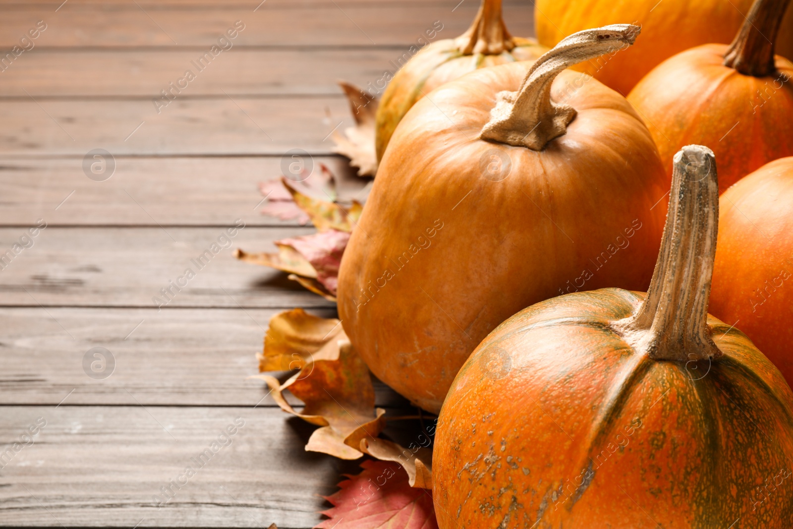 Photo of Ripe pumpkins on wooden background, closeup with space for text. Holiday decoration