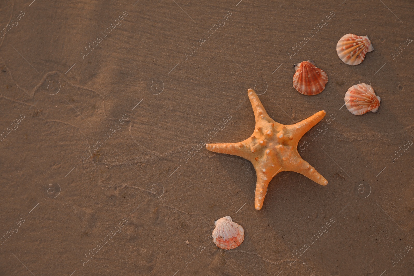 Photo of Beautiful sea star and shells on sand, top view