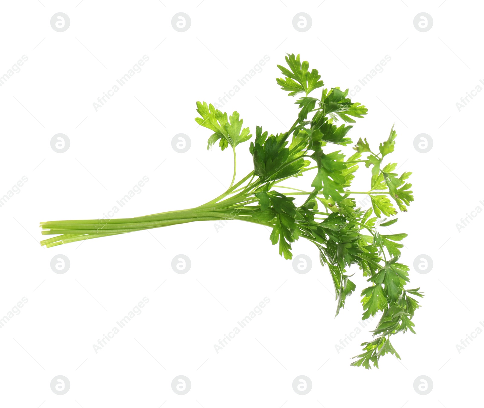 Photo of Bunch of fresh green parsley on white background