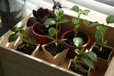 Photo of Many young seedlings in wooden crate near window, closeup
