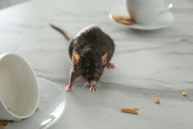 Photo of Rat near dirty dishes on table. Pest control