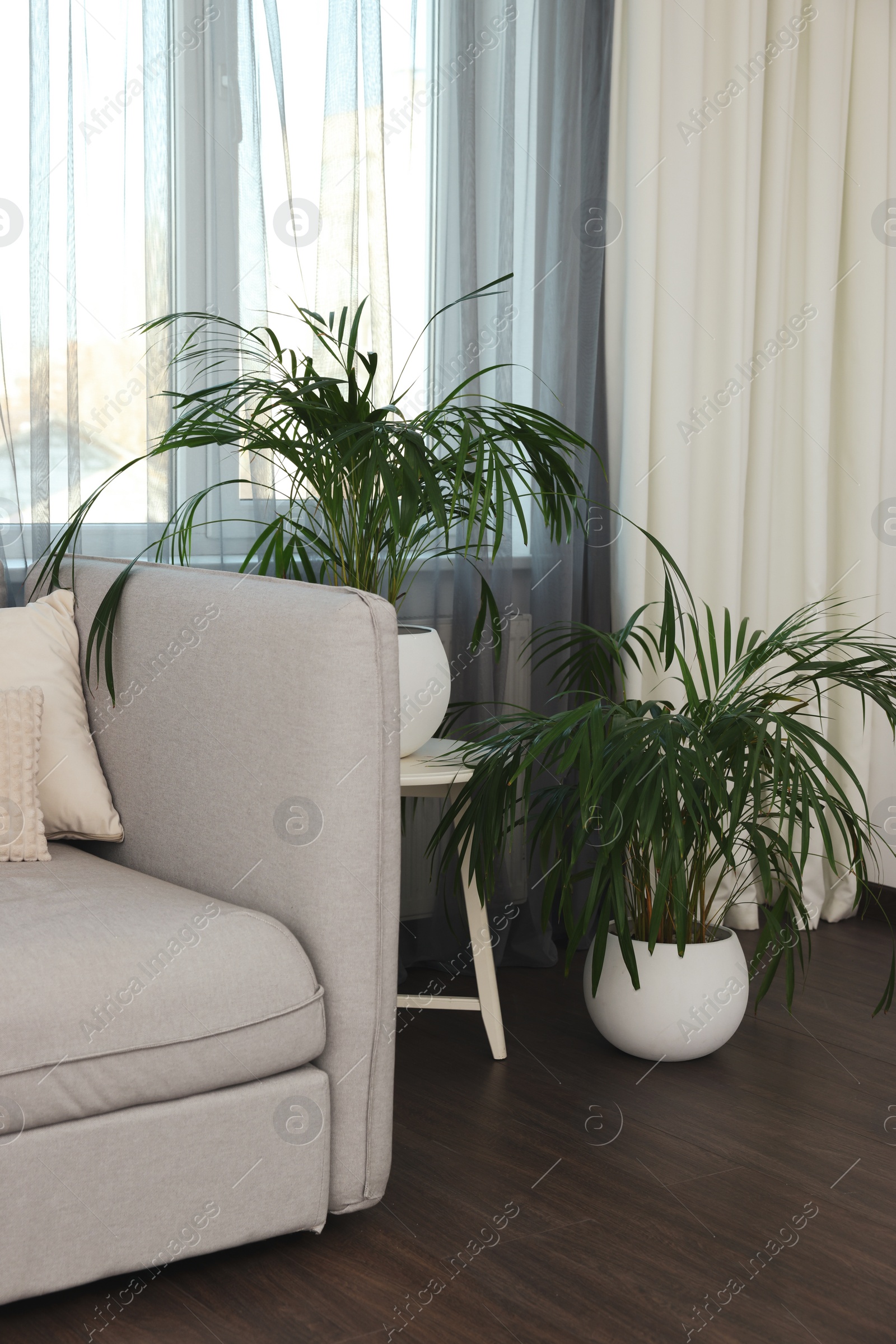 Photo of Beautiful houseplants near sofa in living room interior