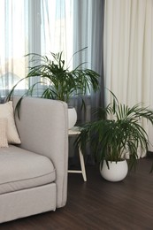 Beautiful houseplants near sofa in living room interior