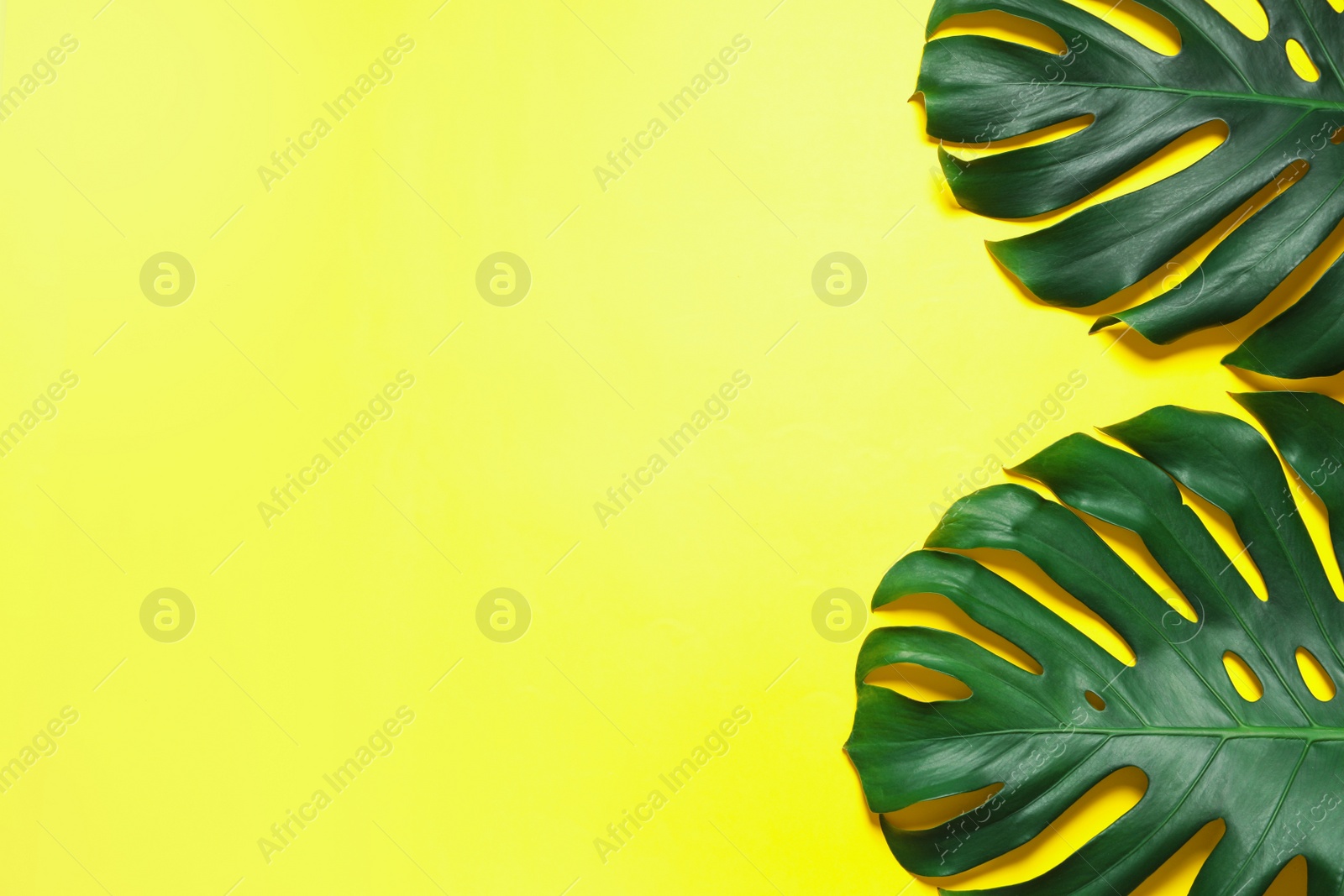 Photo of Green fresh monstera leaves on color background, flat lay with space for text. Tropical plant