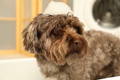 Cute dog with foam on its head in bath tub indoors