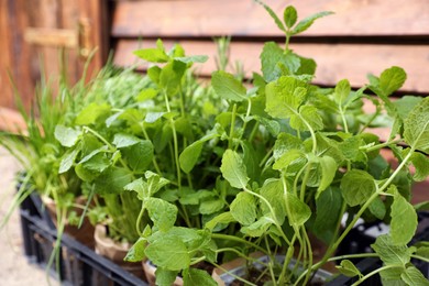 Photo of Different aromatic potted herbs in crate, closeup