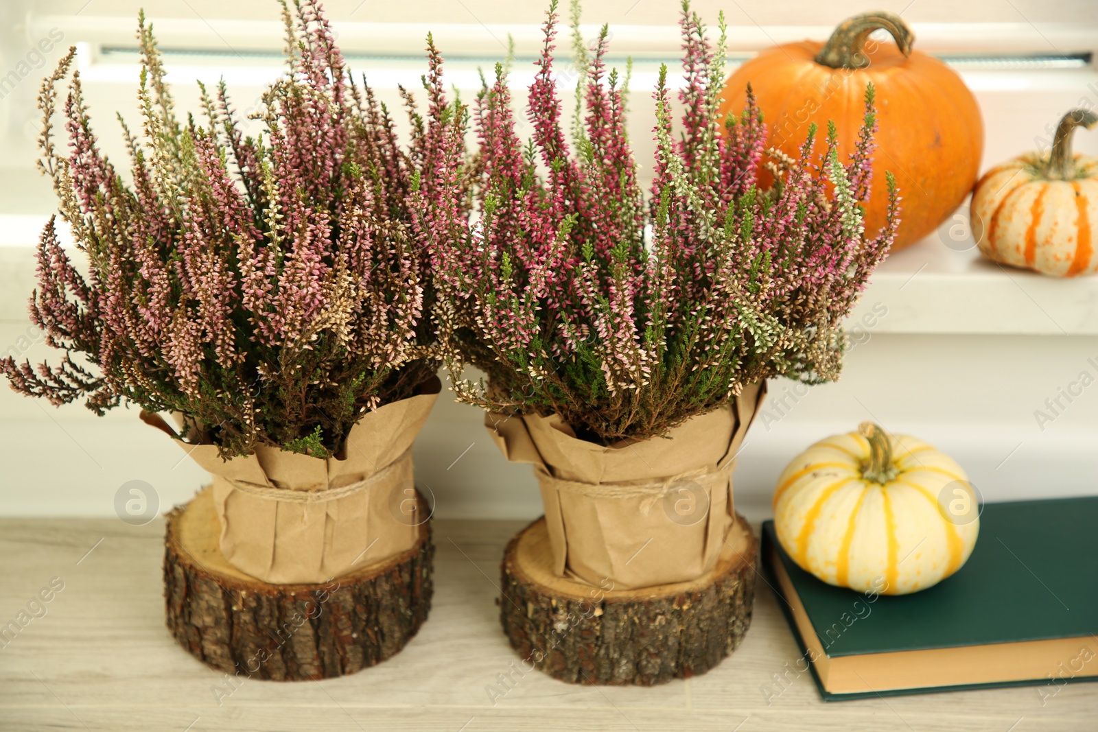 Photo of Beautiful heather flowers in pots, book and pumpkins indoors