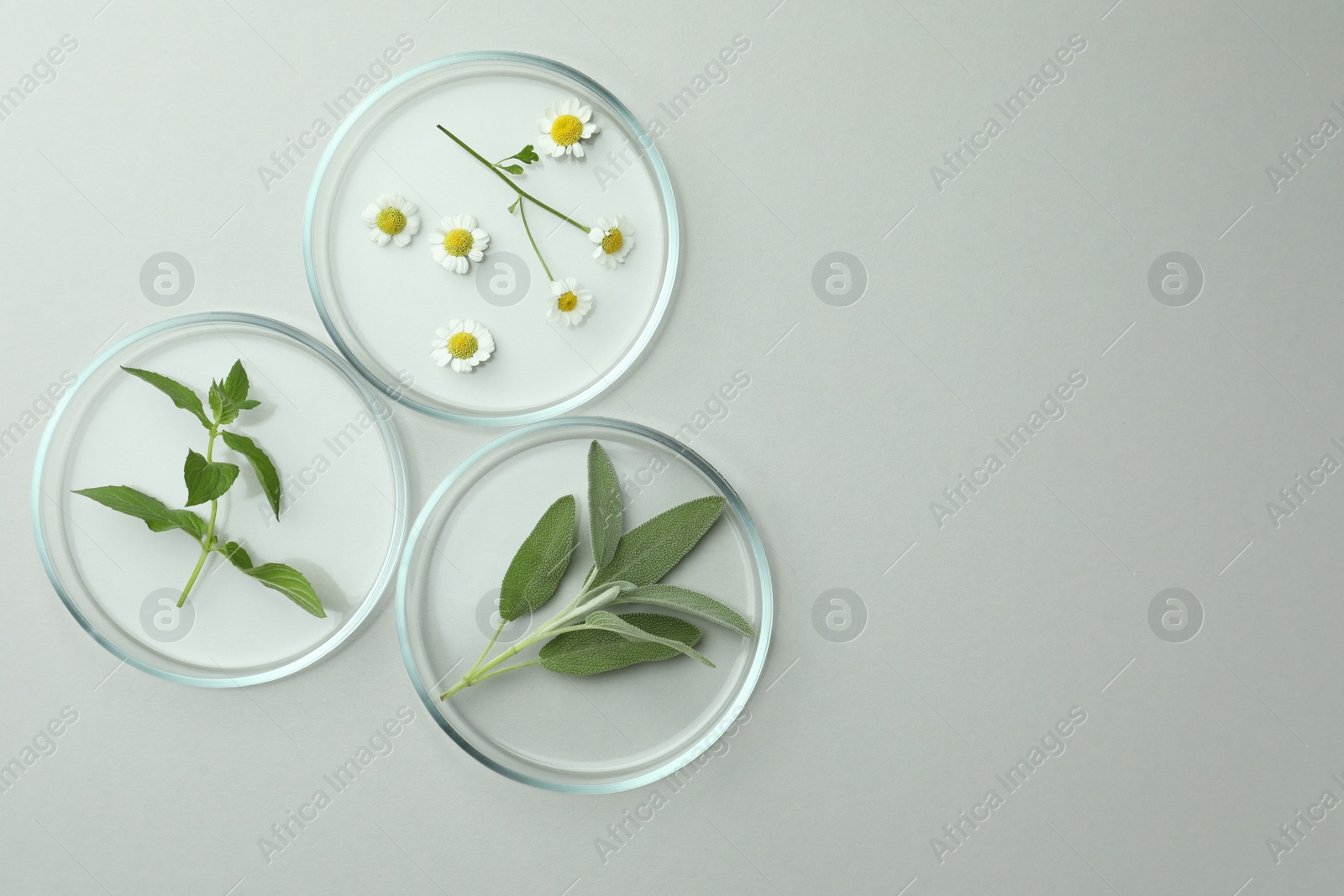 Photo of Flat lay composition with Petri dishes and plants on light grey background. Space for text