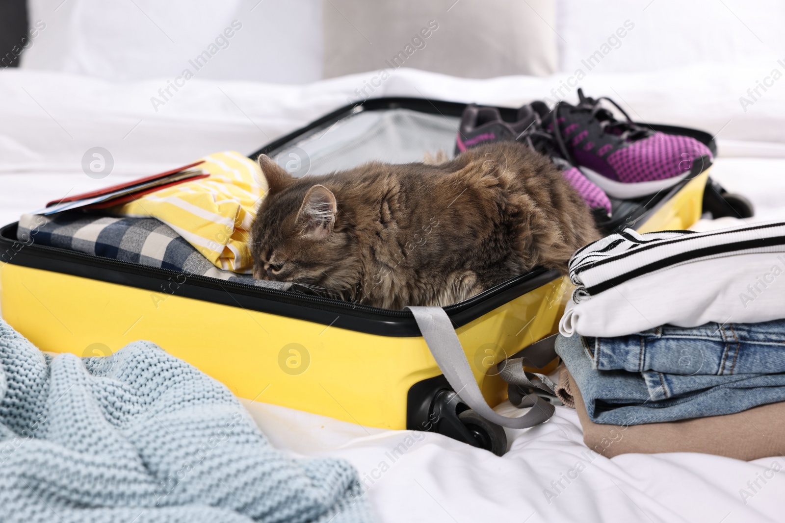 Photo of Travel with pet. Clothes, cat and suitcase on bed indoors