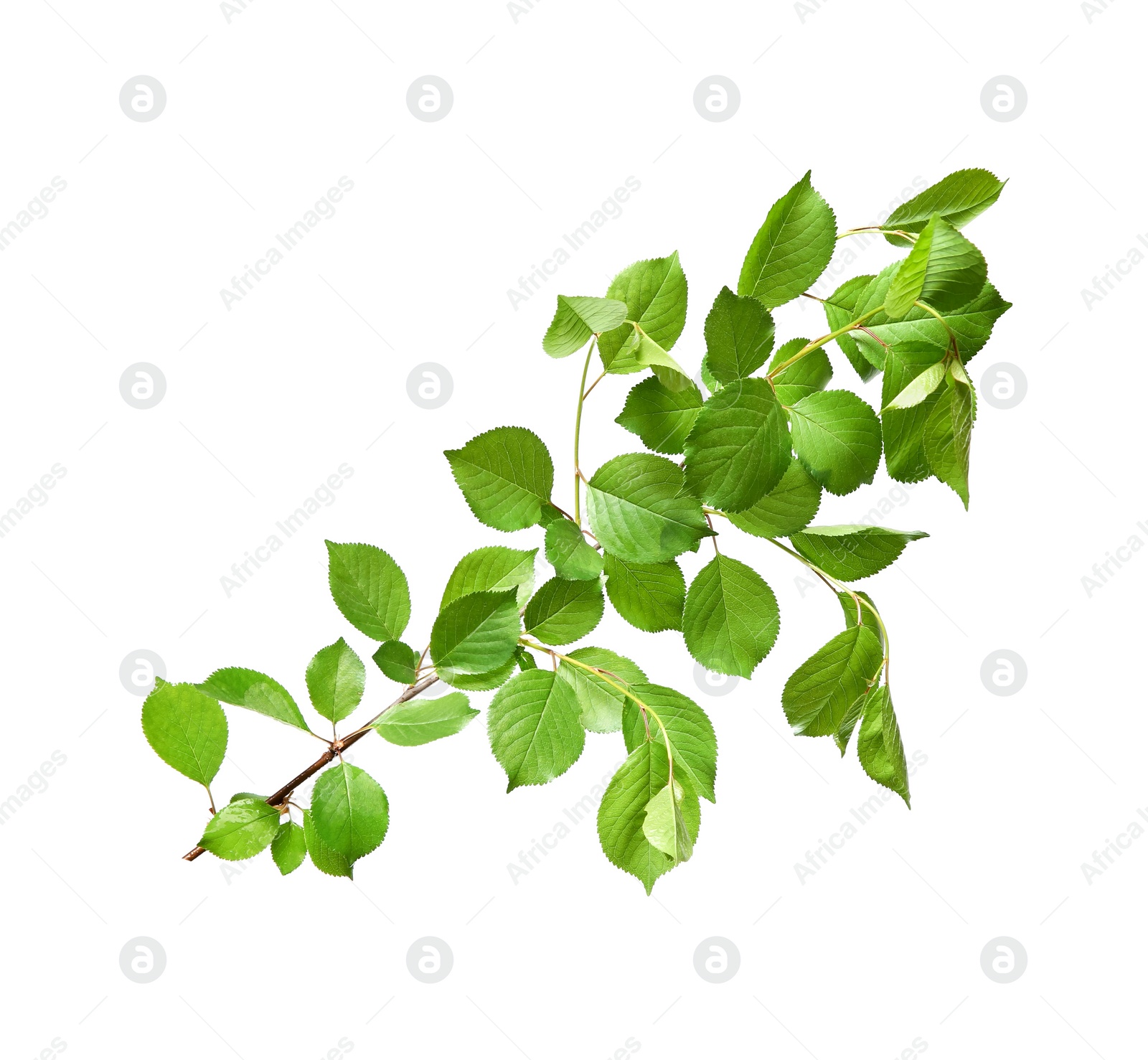 Photo of Branch of apple tree with young fresh green leaves isolated on white. Spring season