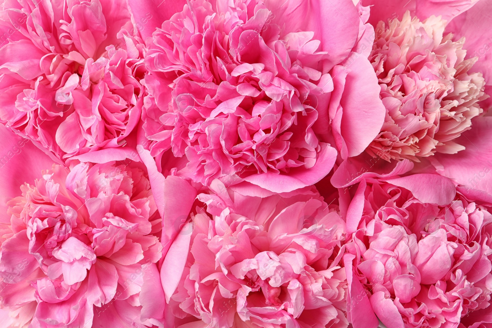 Photo of Beautiful fresh peony flowers as background, closeup