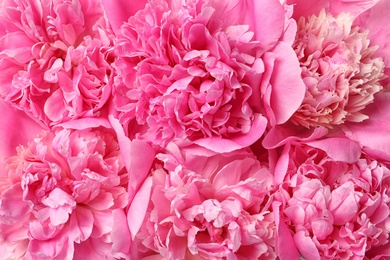 Beautiful fresh peony flowers as background, closeup