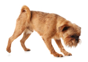 Studio portrait of funny Brussels Griffon dog on white background