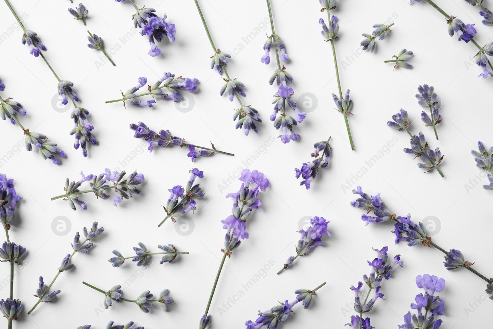 Photo of Beautiful aromatic lavender flowers on white background, flat lay