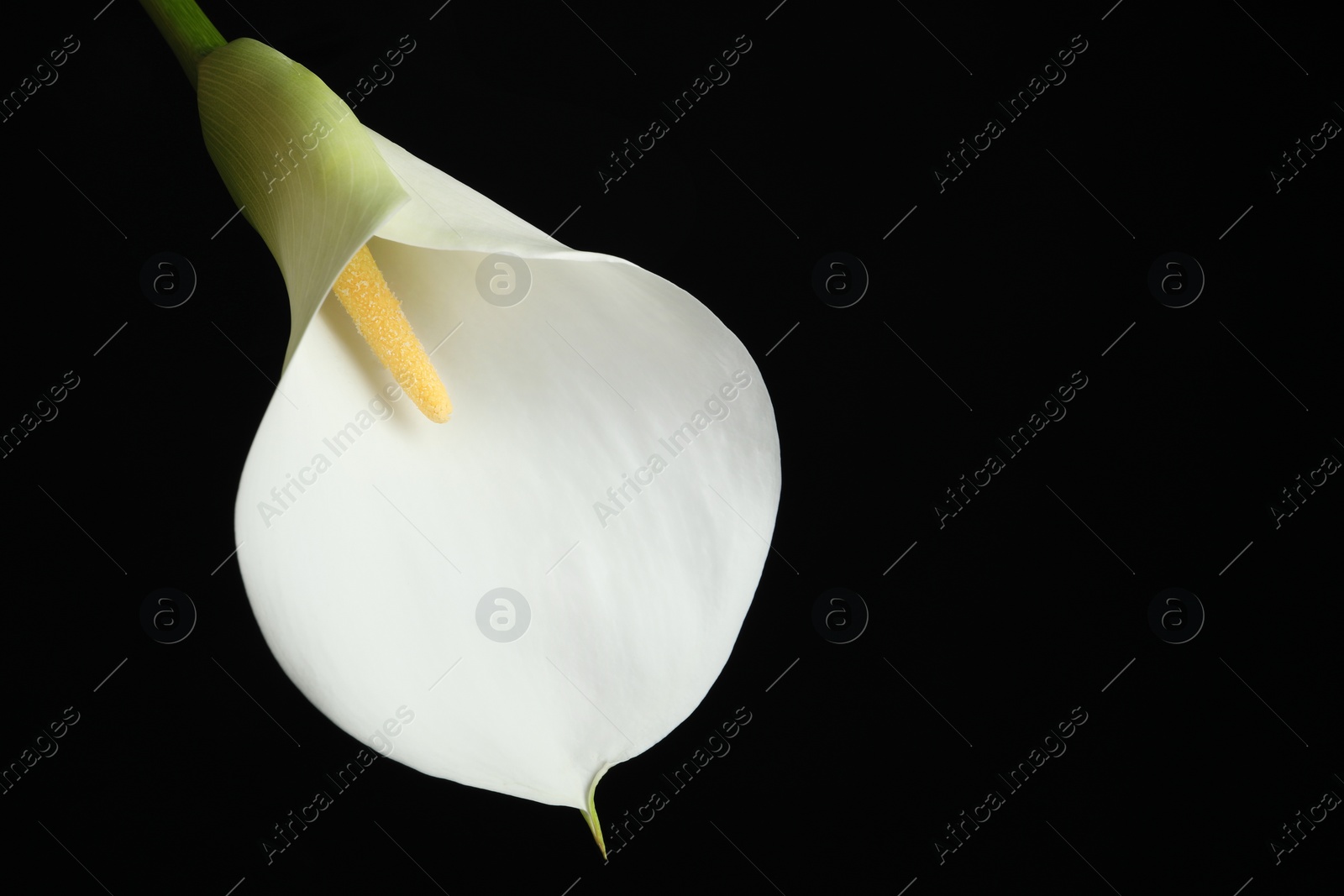 Photo of Beautiful calla lily flower on black background, closeup. Space for text