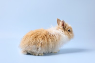 Cute little rabbit on light blue background