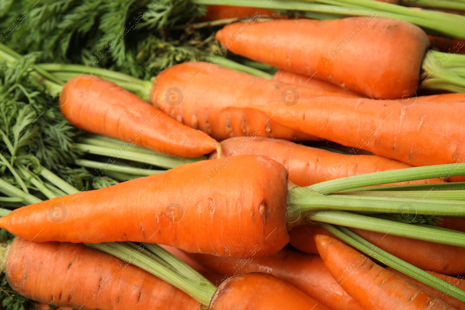 Photo of Fresh ripe carrots as background, closeup view