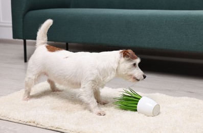 Cute dog near overturned houseplant on rug indoors