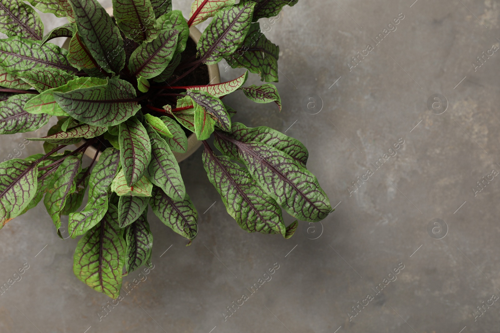 Photo of Sorrel plant on grey table, top view. Space for text