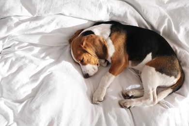 Photo of Cute Beagle puppy sleeping on bed, top view. Adorable pet