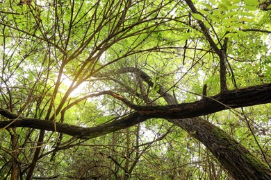 Photo of Beautiful view of trees with green leaves in forest