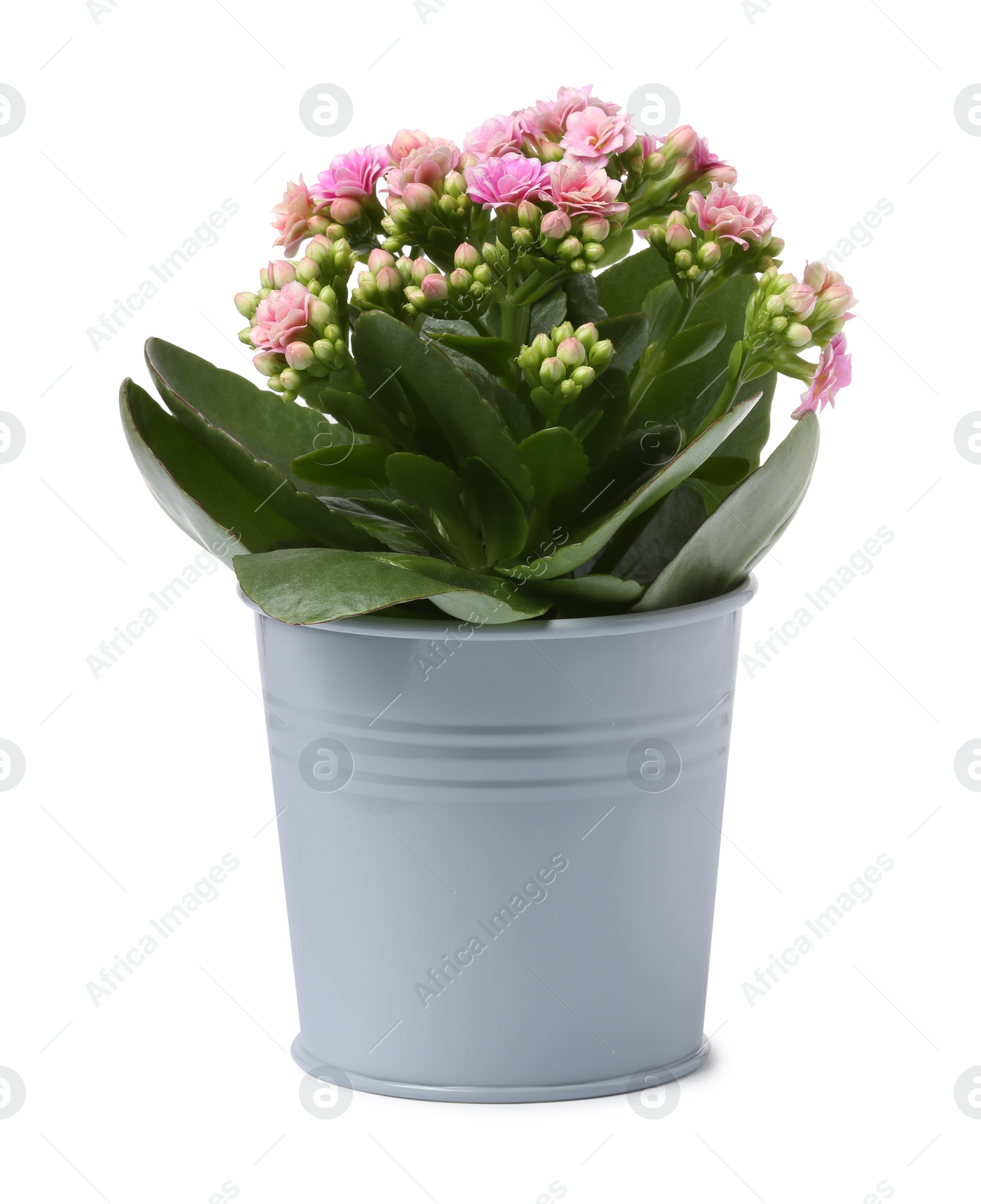 Photo of Kalanchoe flower in stylish pot isolated on white