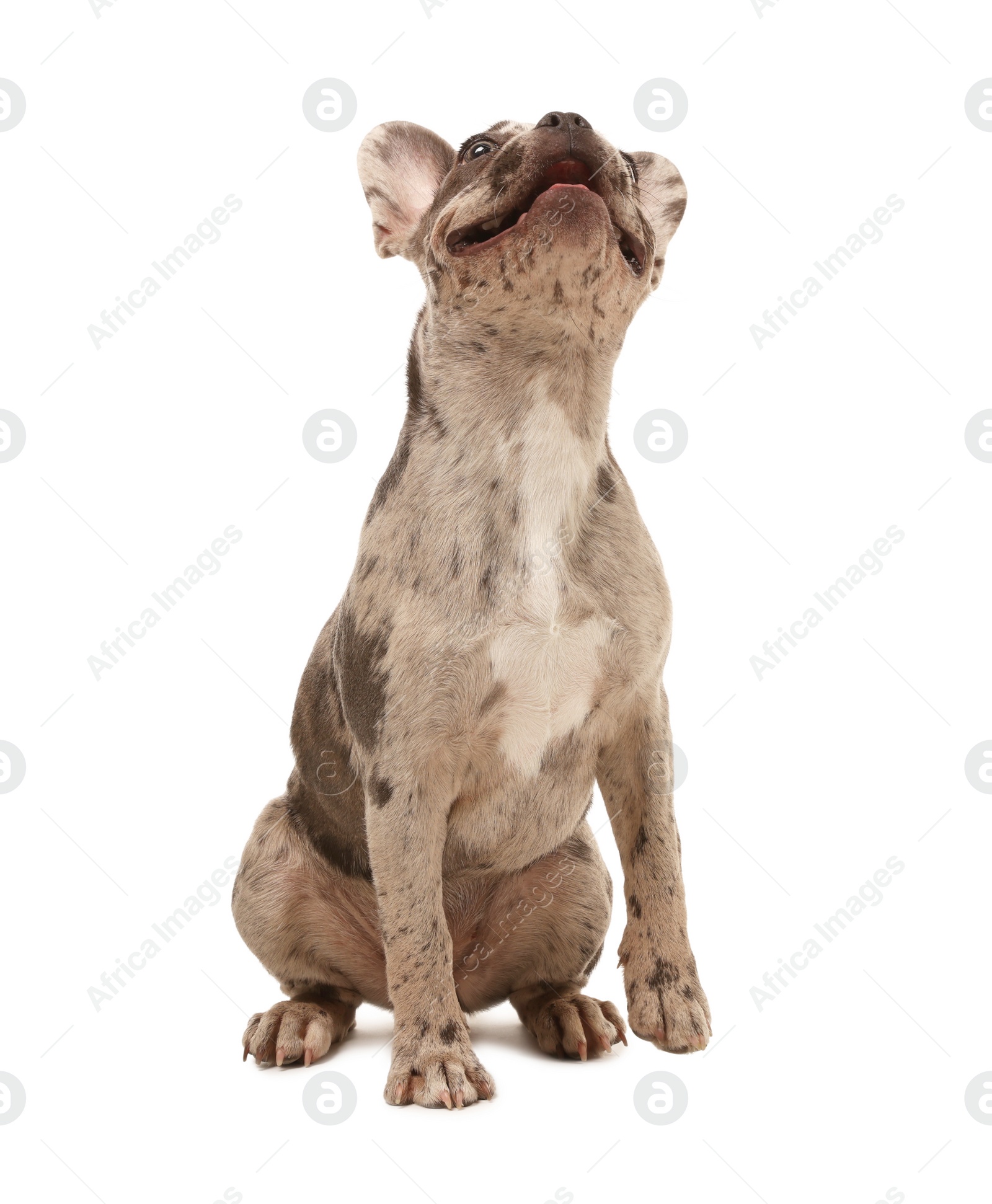 Photo of Cute French Bulldog sitting on white background